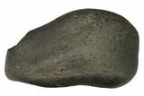 Fossil Whale Ear Bone - Miocene #144920-1